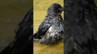 Crows cooling off on a hot day last part birds Crow [upl. by Sillek]