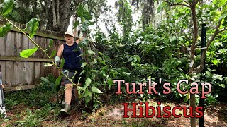 Turks Cap Prune Time Lapse  Southern Latitudes [upl. by Vitoria479]