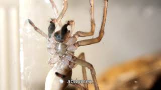 Black Widow Spiders Deadly Facts amp Myths You Need to Know [upl. by Sum]