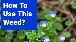 What Plant Is That Edible amp Medicinal Plants in Your Yard Persian Speedwell Veronica persica [upl. by Richlad]