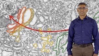 Ramanujan Hegde MRC 1 Compartmentalization of Proteins Inside Cells [upl. by Leanna]