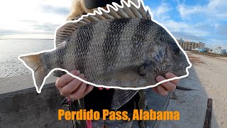 SHEEPSHEAD FISHING ALABAMA POINT Perdido Pass Seawall [upl. by Ermine]