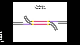 Transposition [upl. by Bouzoun875]