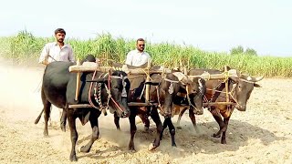 A field Ploughed by two pairs of bulls  Two hardworking persons are Ploughing with four bulls [upl. by Latsyek]