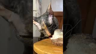 The cat loves meat  Cat and meat  Cat and food  Cat eats a delicacy 😸 웃기는 고양이 [upl. by Solis]