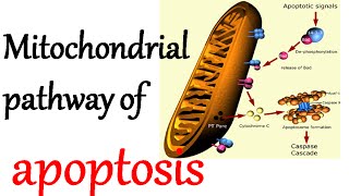 The mitochondrial pathway of apoptosis [upl. by Tterag]