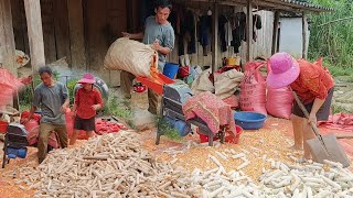 threshing corn with mini agricultural machine drying corn kernels for long term storagemẩy natura [upl. by Sadick53]