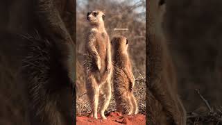 Meerkats in between desert desert meerkat cute kalahari africa nature stand wildlife HA55909 [upl. by Drofniw]