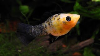 HOW TO BREED MOLLY FISH FAST HOW TO CARE FOR MOLLY FISH [upl. by Leone]