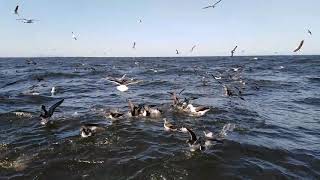 Excursiones pelagicas de observación de aves y fauna Marina en Talcahuano Aves de Chile [upl. by Notkcorb416]