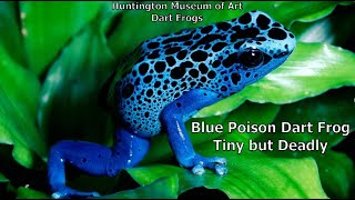 Blue Poison Dart Frog is Tiny but Deadly [upl. by Diahann109]