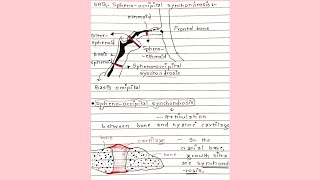 Sphenooccipital synchondrosis SAQ [upl. by Ellary]