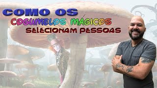 COMO OS COGUMELOS MÁGICOS SELECIONAM PESSOAS [upl. by Ahsilac165]