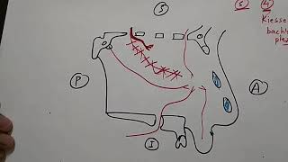 Nose Blood Supply Kiessel bachs plexus and its clinical  TCML [upl. by Nohtiek]