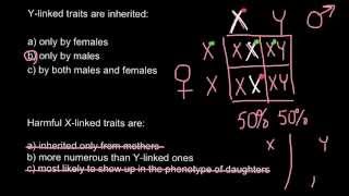 How X and Ylinked traits are inherited [upl. by Abott]