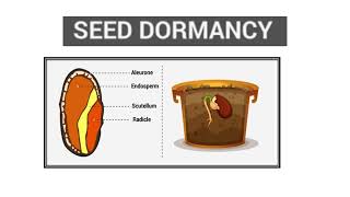 Vernalisation amp Dormancy of Seeds Video No 444 [upl. by Sonia907]