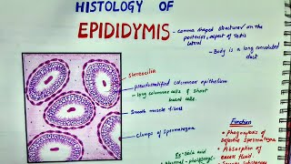 Histology Of Epididymis [upl. by Oiluj315]