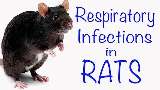 Respiratory Infections in Rats [upl. by Boot]