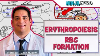 Hematology  Erythropoiesis Red Blood Cell Formation Part 1 [upl. by Alliuqaj341]