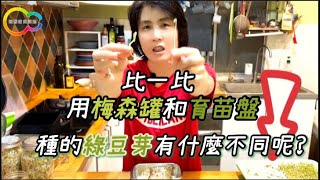 比一比 用梅森罐和育苗盤種的綠豆芽有什麼不同呢｜玩聚家生活館 [upl. by Charles]