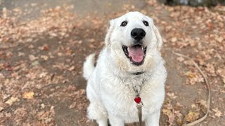 Connecticut dog training  Daisy the Kuvasz puppy gets new listening ears [upl. by Anile573]