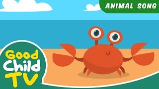 Kids Song  Clackety Clack The Crab Song  Animal Songs [upl. by Dione]