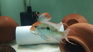 GEOPHAGUS RED HEAD TAPAJOS  SOUTH AMERICAN CICHLIDS  55 GALLON AQUARIUM [upl. by Rubinstein]