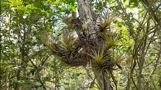 🟢TILLANDSIAS NO SEU HABITAT NATURAL natureza tillandsia mato [upl. by Jarred]