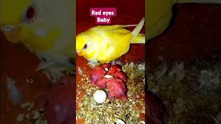 Red eye bodri pakhir breeding progress shorts viralvideotrendingparrot birds‎Birdbreeding28 [upl. by Ferdinana]