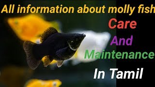 Full information on molly fish in tamil  care and maintenance  types  Fish Aquarium Tamil [upl. by Nwahsal146]