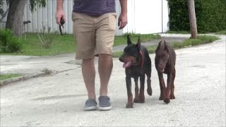 Doberman Pinscher puppies go through Intensive 1 week dog training program [upl. by Erodroeht830]