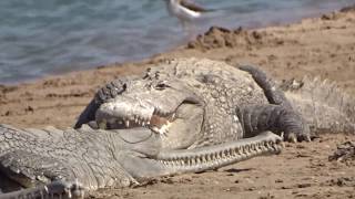 Crocodiles and gharials chambal river [upl. by Justicz683]