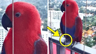 Parrot Visits Mans Balcony Every Day  One Day It Speaks Words That Made Him Call 911 [upl. by Aubrette]