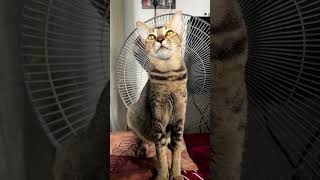 Cat yawning  Sleepy cat youtube youtubeshorts cat wildlife animals [upl. by Nyrhtac]