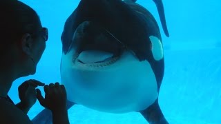 Tilikum Opens Wide For The Camera in 1080p HDSeaWorld Orlando [upl. by Acire]