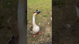 Hungry GEESE honking in the park for food [upl. by Nettirb]