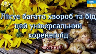 Лікує багато хвороб та бід цей універсальний коренеплід частина 1 [upl. by Kyle297]