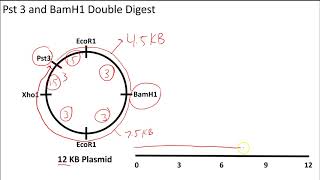 AP Biology Restriction Enzyme Digests on Circular Plasmids [upl. by Malinowski]