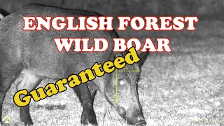 ENGLISH FOREST WILD BOAR HUNTING [upl. by Abra219]