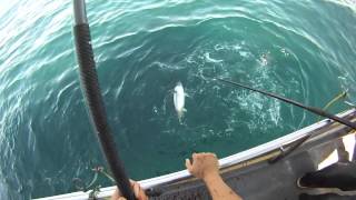 Northern California Albacore Tuna Fishing on the El Dorado [upl. by Hazlip967]