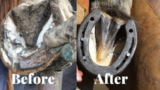 Horse Hoof cleaning  satisfying restoration  Animal welfare [upl. by Sudnak]