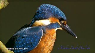 Kingfisher Martin Pescador Eisvogel Germany UHD 4K [upl. by Ahsekram]