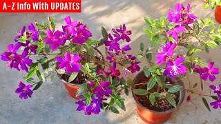 RIGHT way to grow amp care for Tibouchina they dont tell you this [upl. by Trini627]