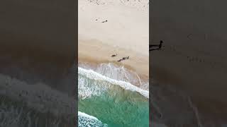 📍Mollymook beach NSW australia australiatravel travel drone [upl. by Dav]