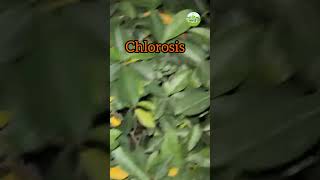 Chlorosis in Plants  shortvideo chlorosis azmiagriculture [upl. by Ive]