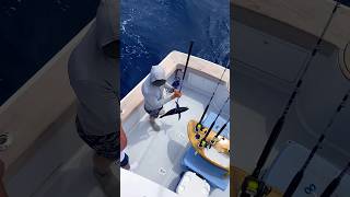 Sticking a blackfin tuna fishing spearfishing sportfishing fish tuna florida offshore sushi [upl. by Marrilee]