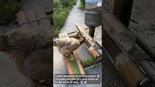 Can’t Reach the Food Feeder Designed to Keep Small Birds Away from Chicken Feed 🐔🐦 [upl. by Akeylah]