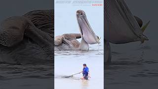 Amazing Giant Pelican [upl. by Lorenz925]