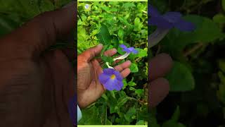 Thunbergiaerecta blueflowerplant blueflower plantinfo gardening [upl. by Selrhc]