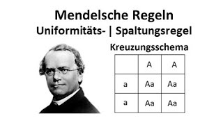 Mendelsche Regel  Uniformitätsregel  Spaltungsregel  Kreuzungsschema [upl. by Gaskill]